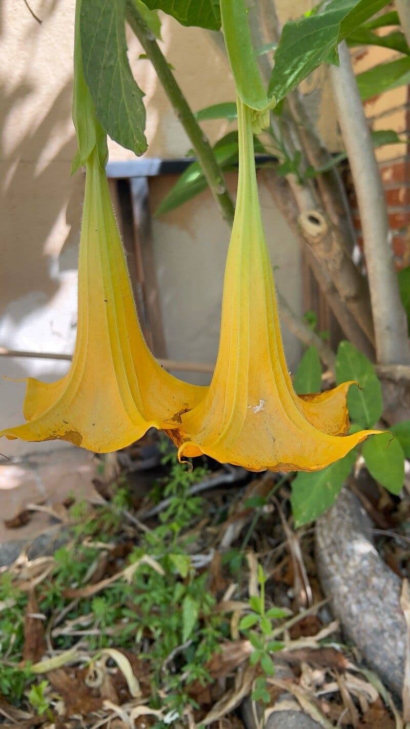 Brugmansia arborea