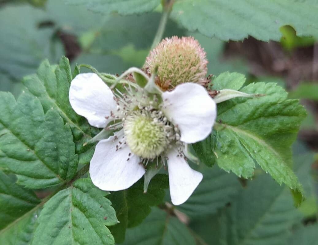 Rubus rosifolius