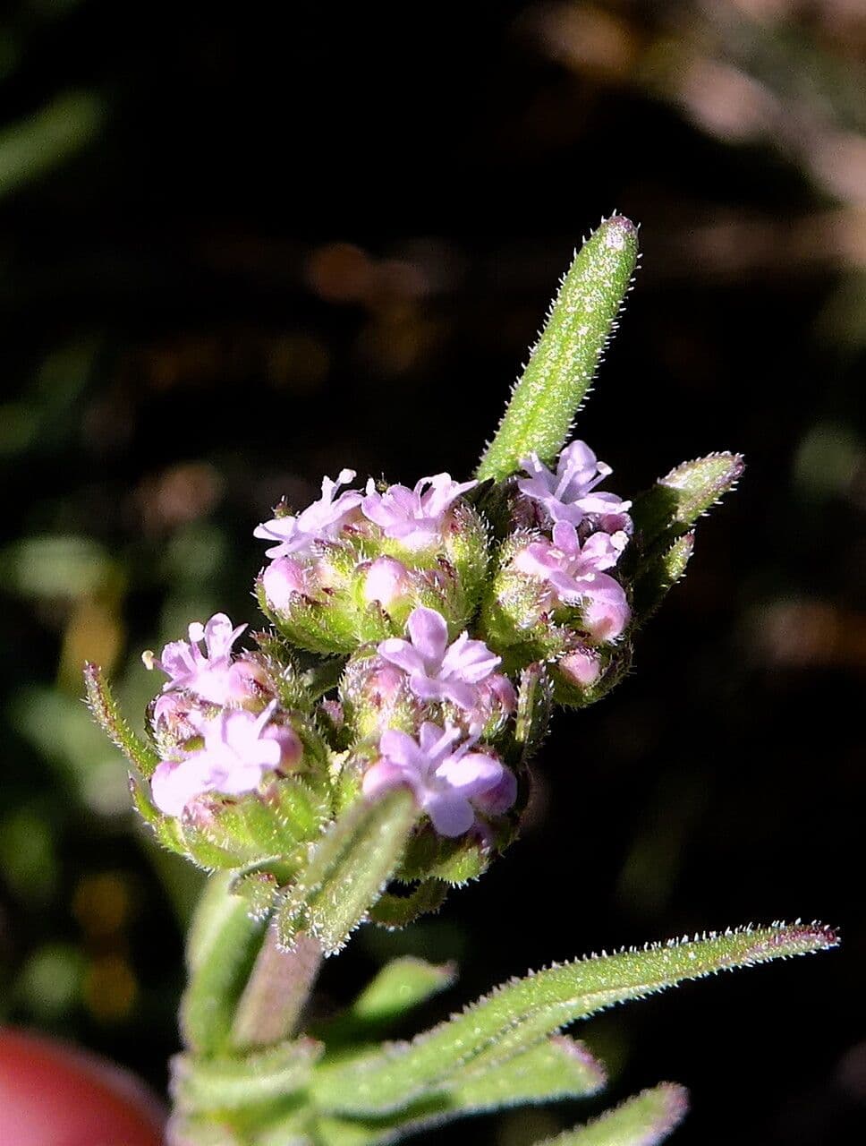 Valeriana eriocarpa