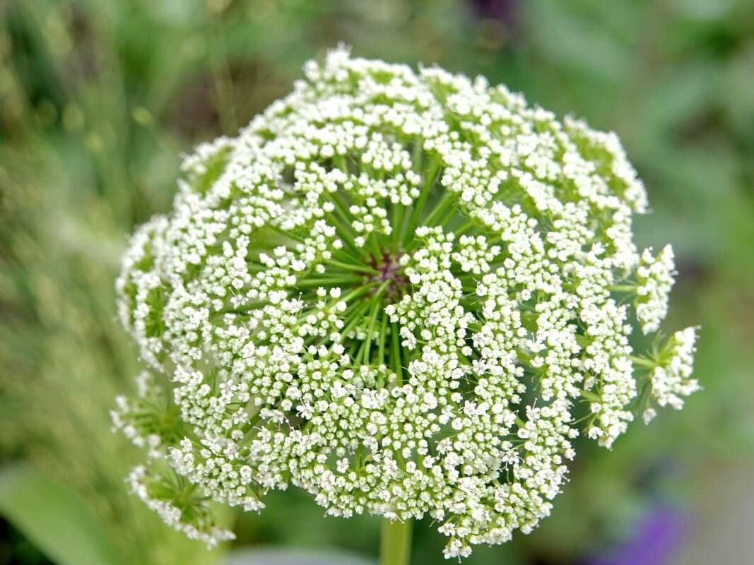 Visnaga daucoides