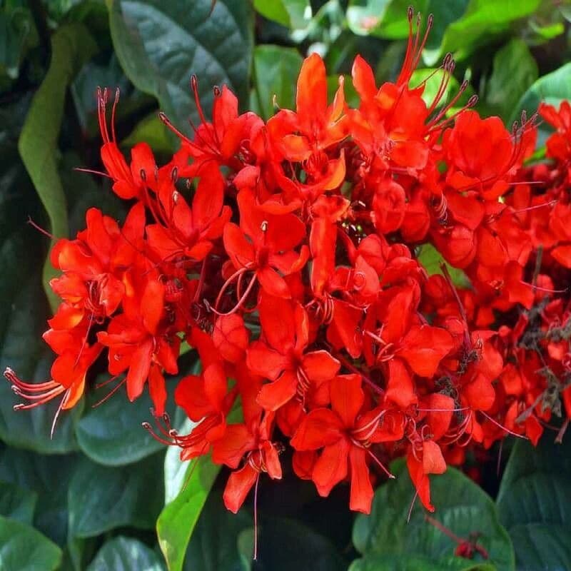 Clerodendrum splendens