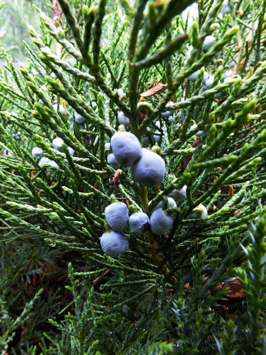 Juniperus chinensis