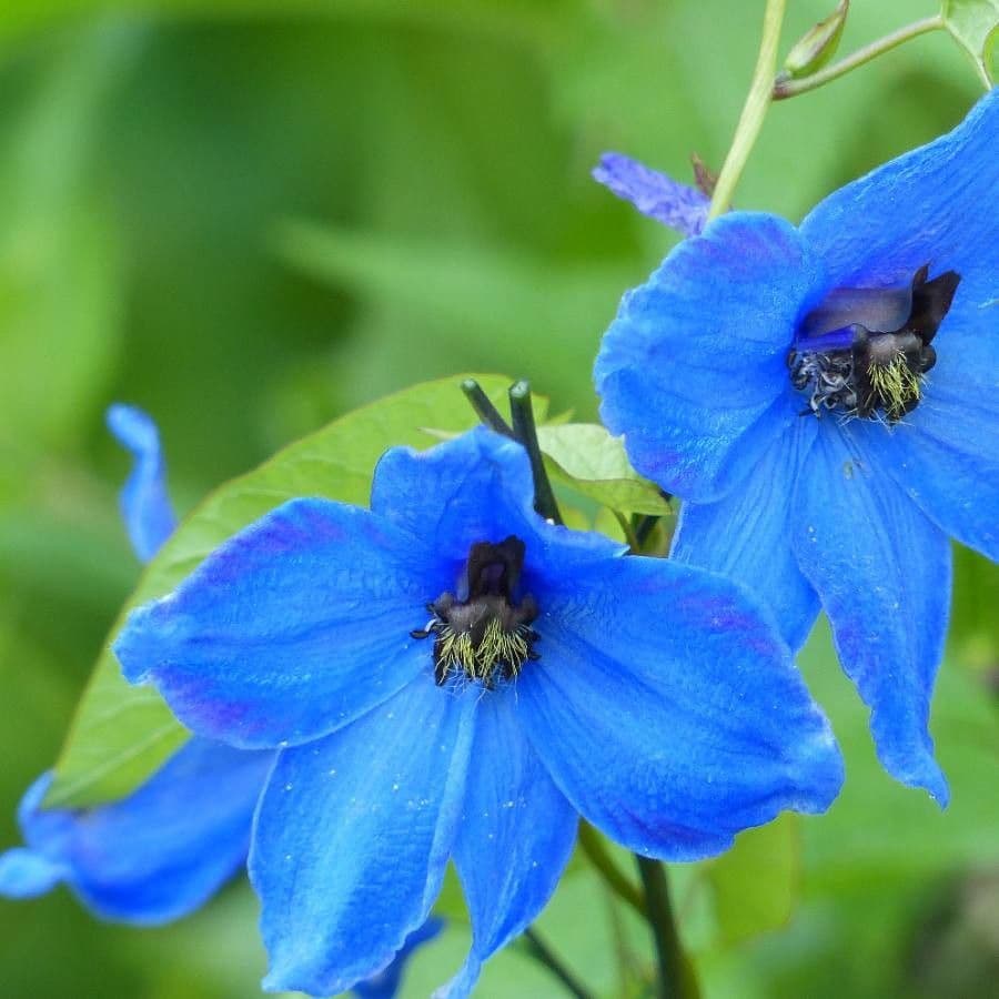 Delphinium elatum