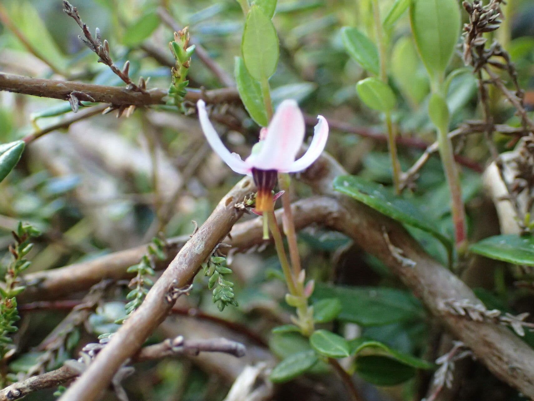 Vaccinium oxycoccos