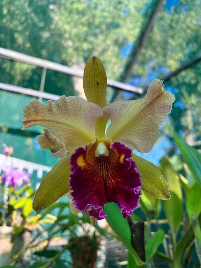 Cattleya wittigiana