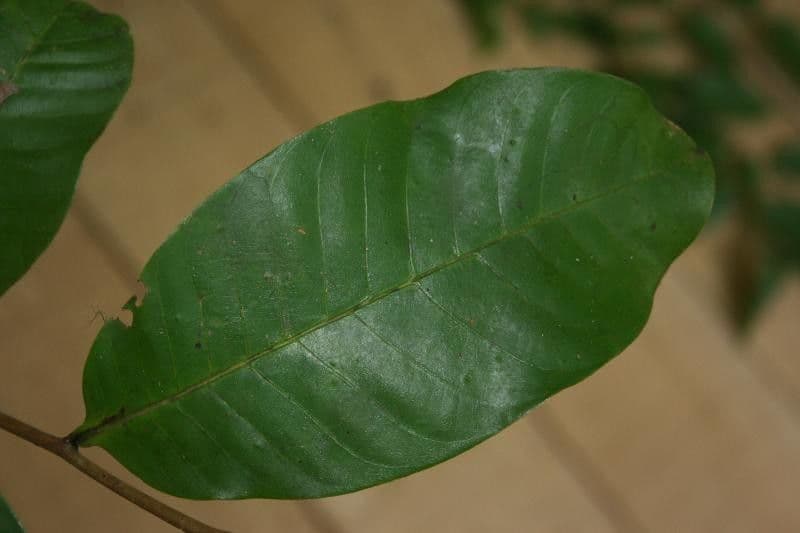 Caraipa punctulata