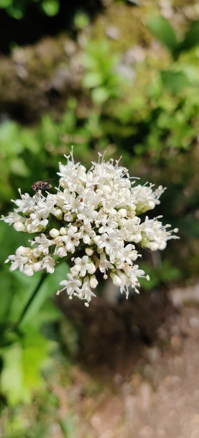 Valeriana sitchensis