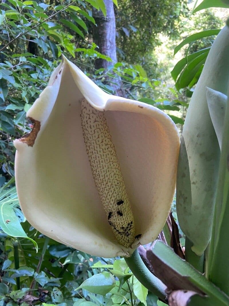 Monstera pinnatipartita