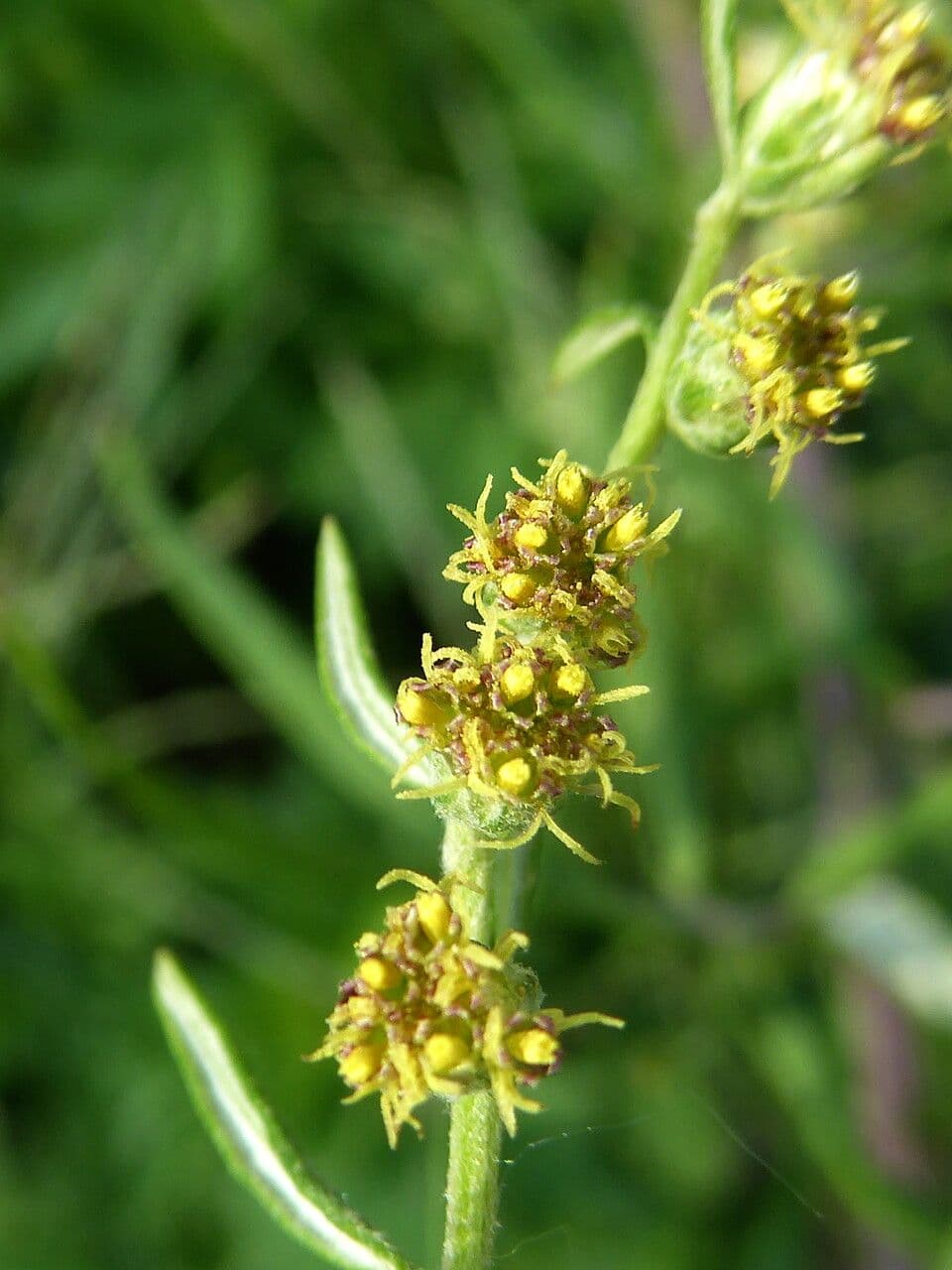 Artemisia verlotiorum