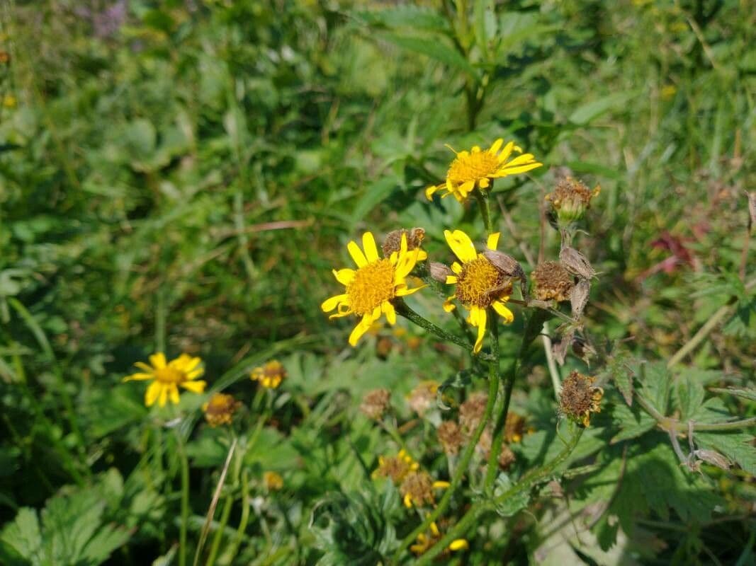 Tephroseris integrifolia