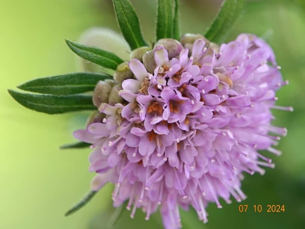 Scabiosa lucida