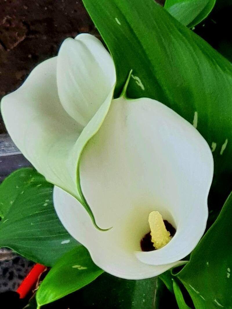 Zantedeschia albomaculata