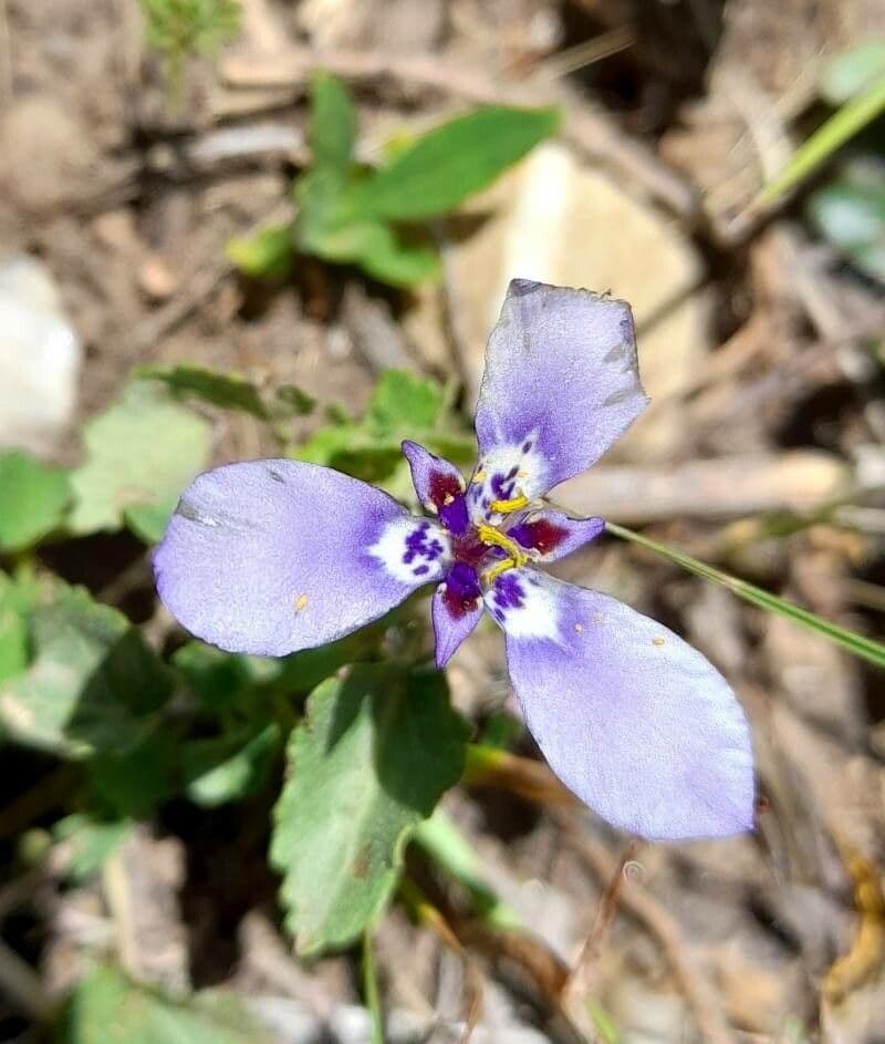 Herbertia lahue