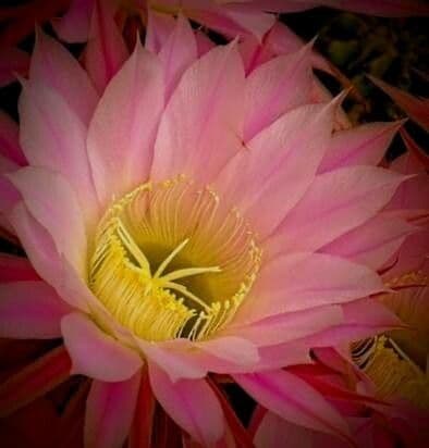 Echinopsis oxygona