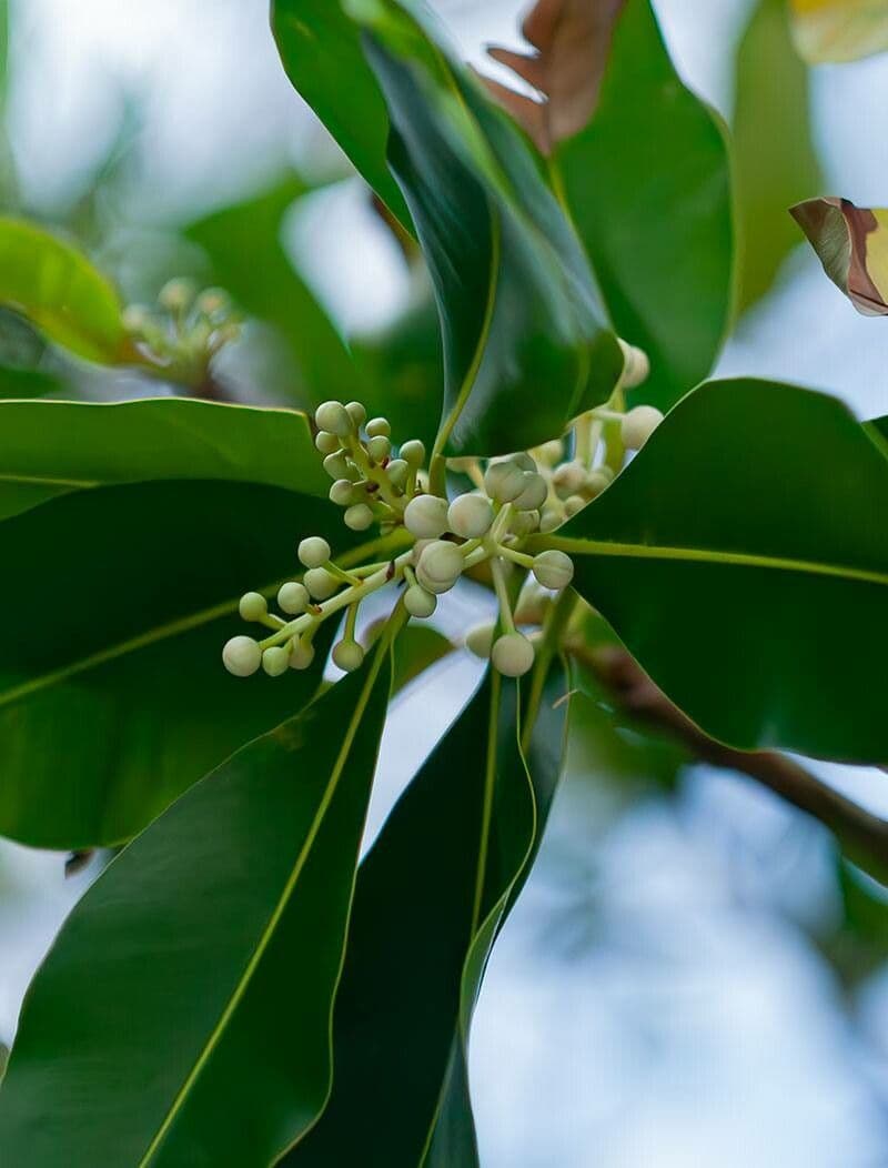 Calophyllum inophyllum