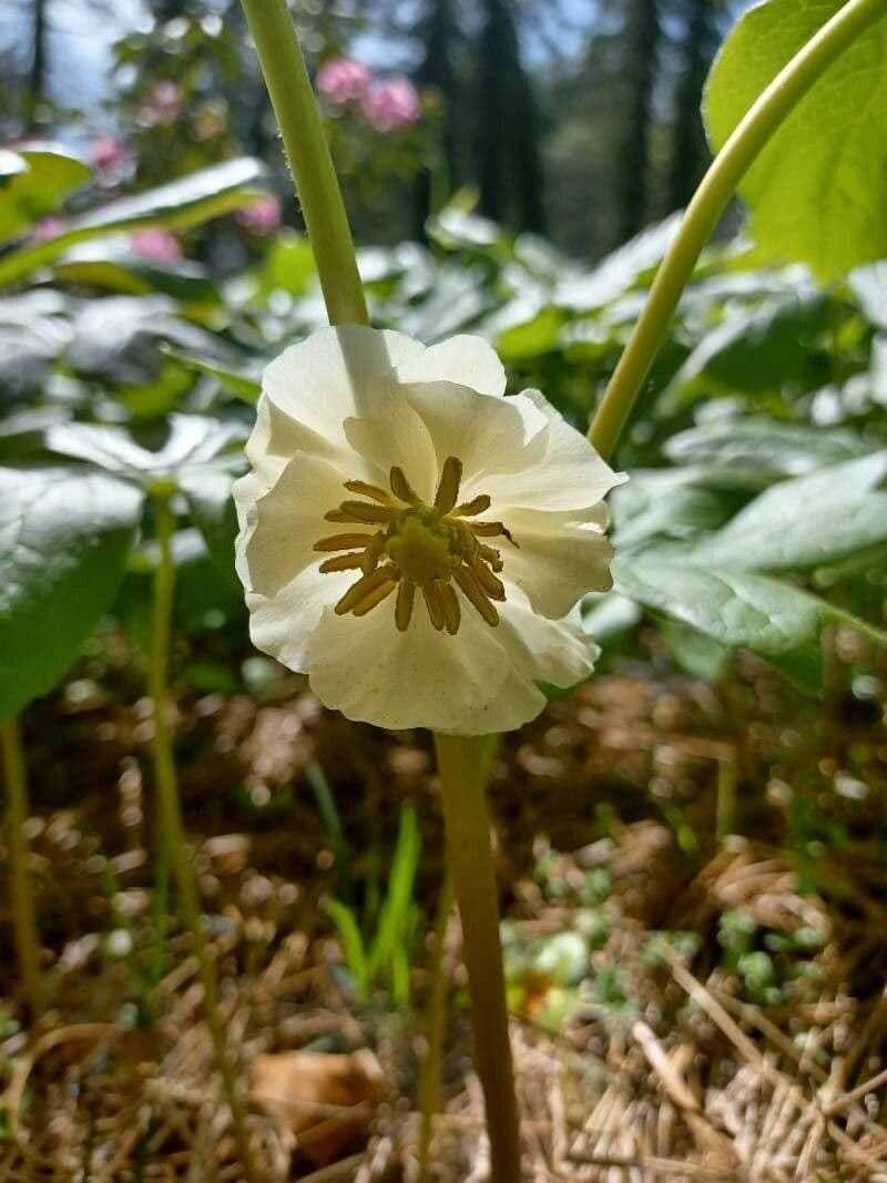 Podophyllum peltatum