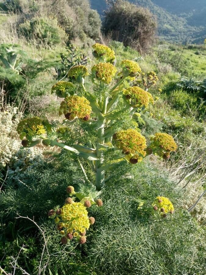 Ferula communis