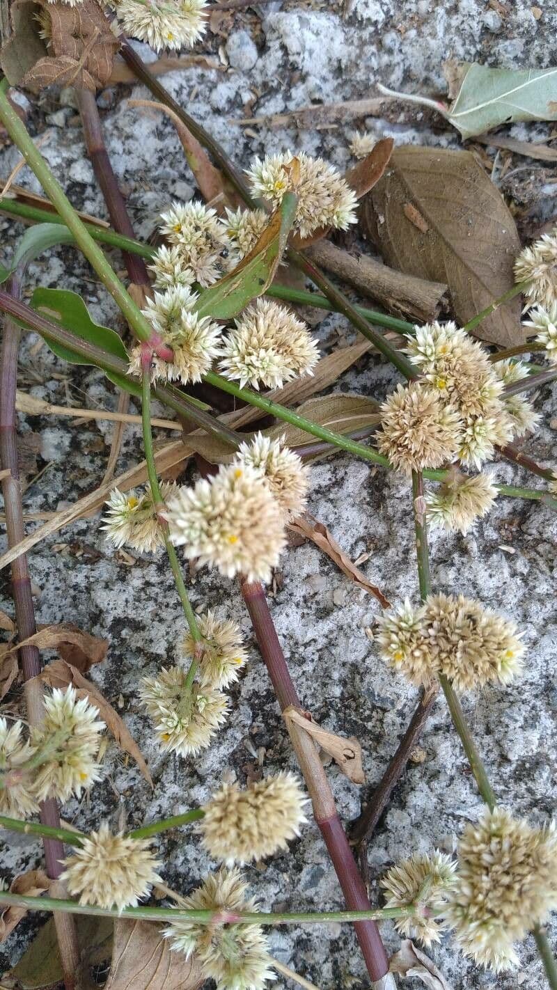 Alternanthera sessilis