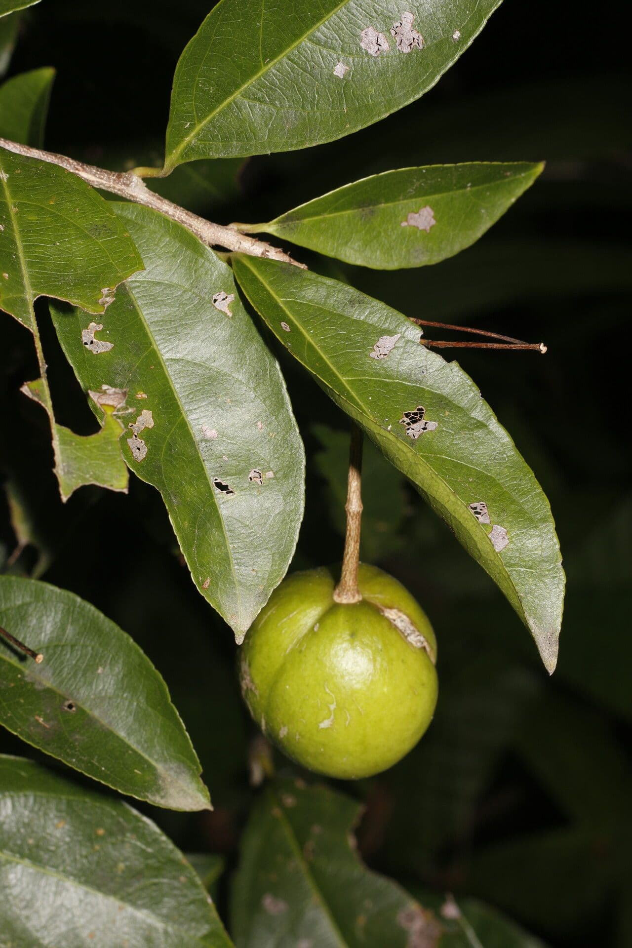 Amanoa guianensis
