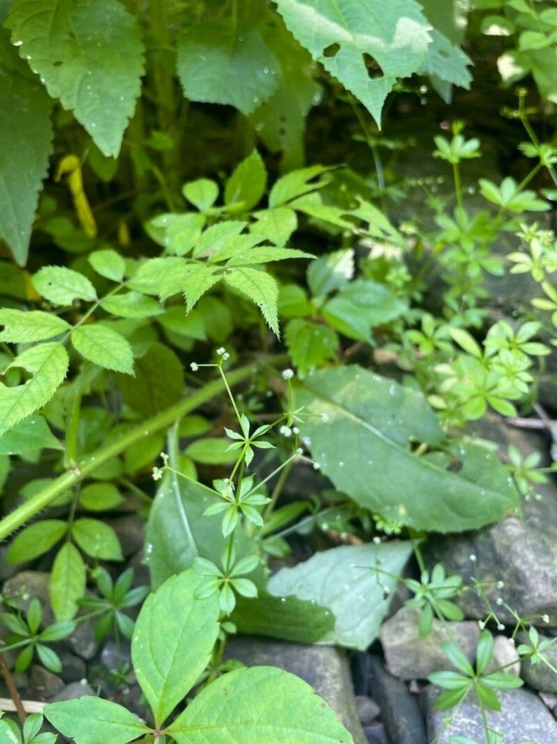 Galium triflorum