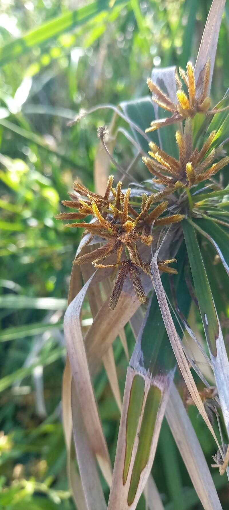 Cyperus alternifolius