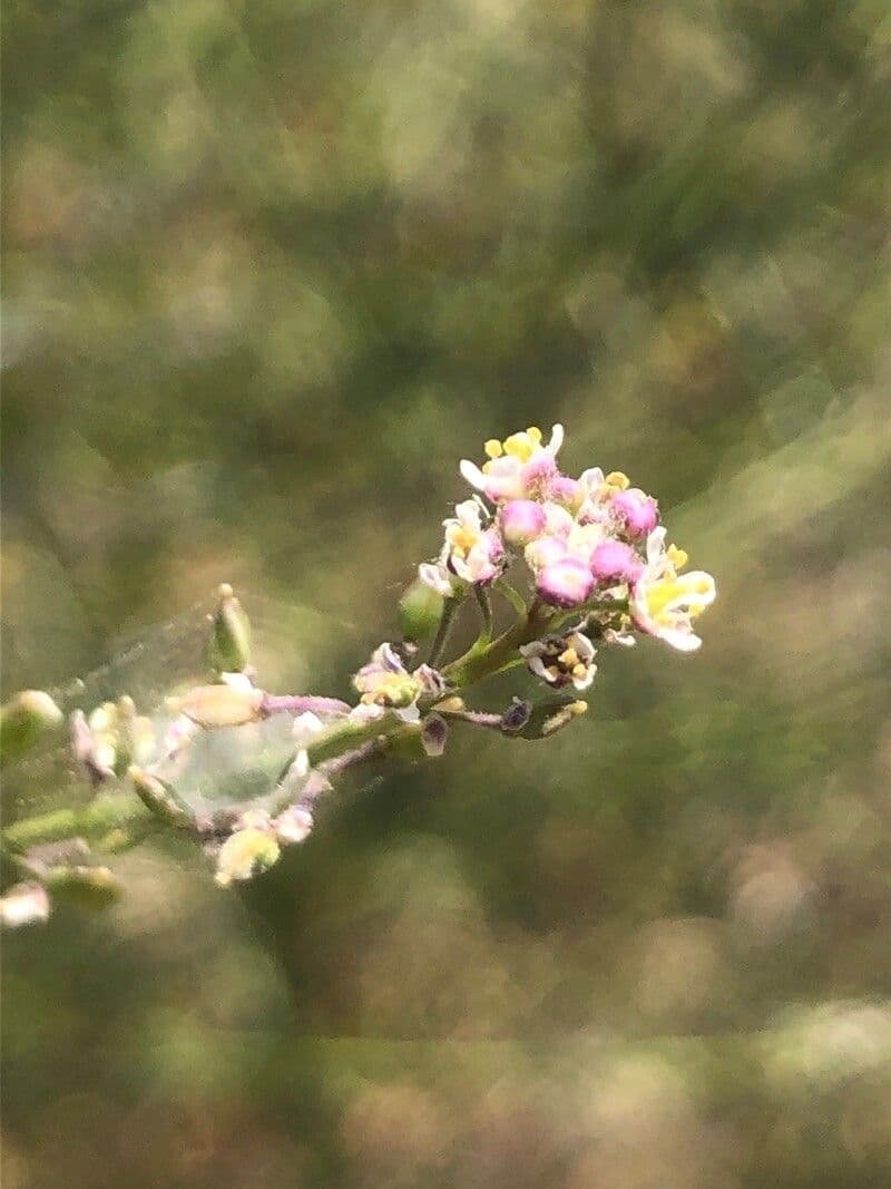 Lepidium graminifolium