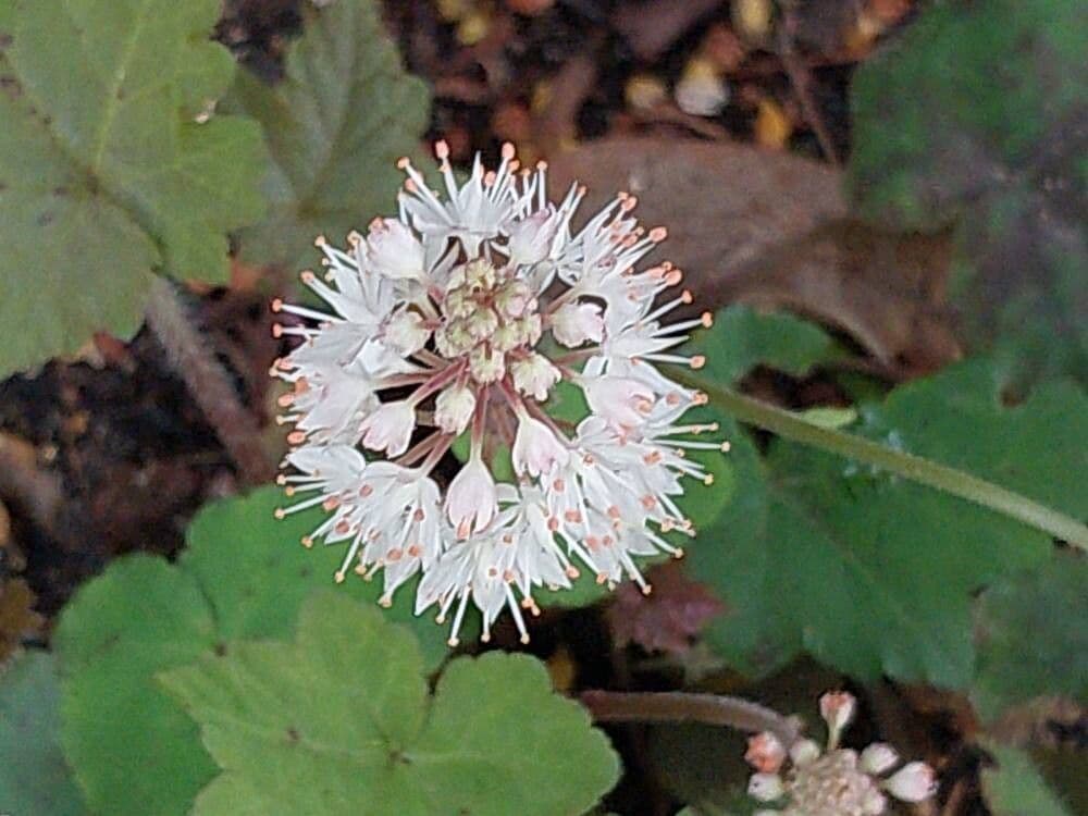 Tiarella cordifolia
