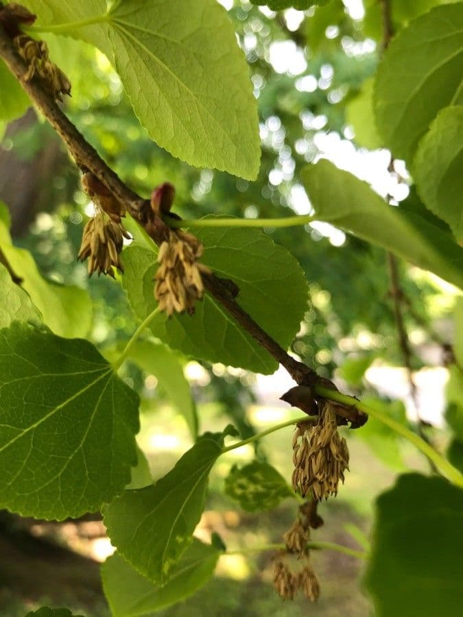 Cercidiphyllum japonicum