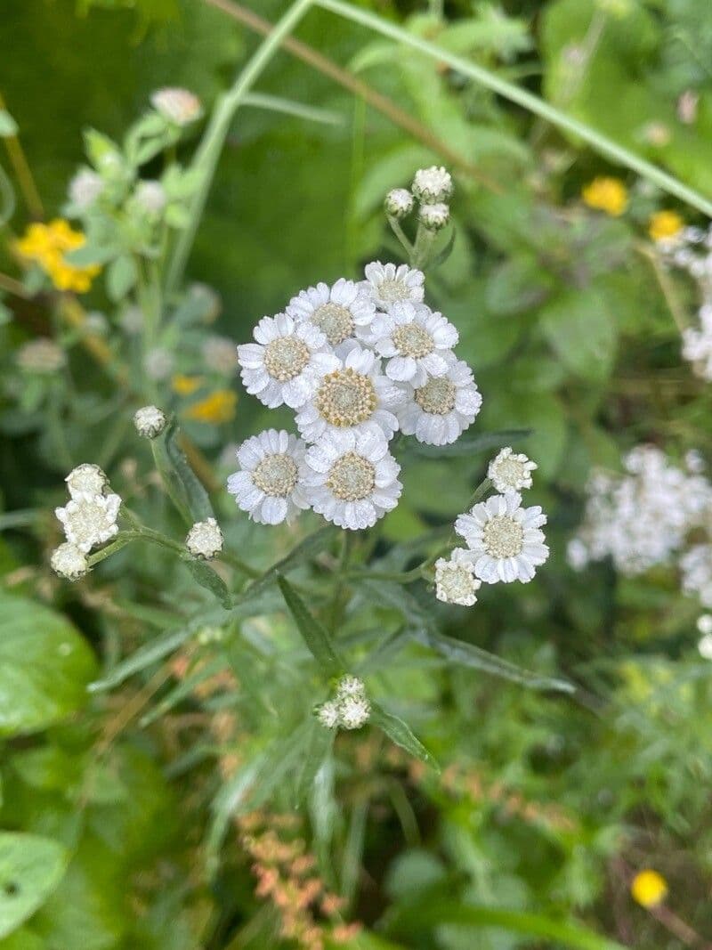 Achillea ptarmica