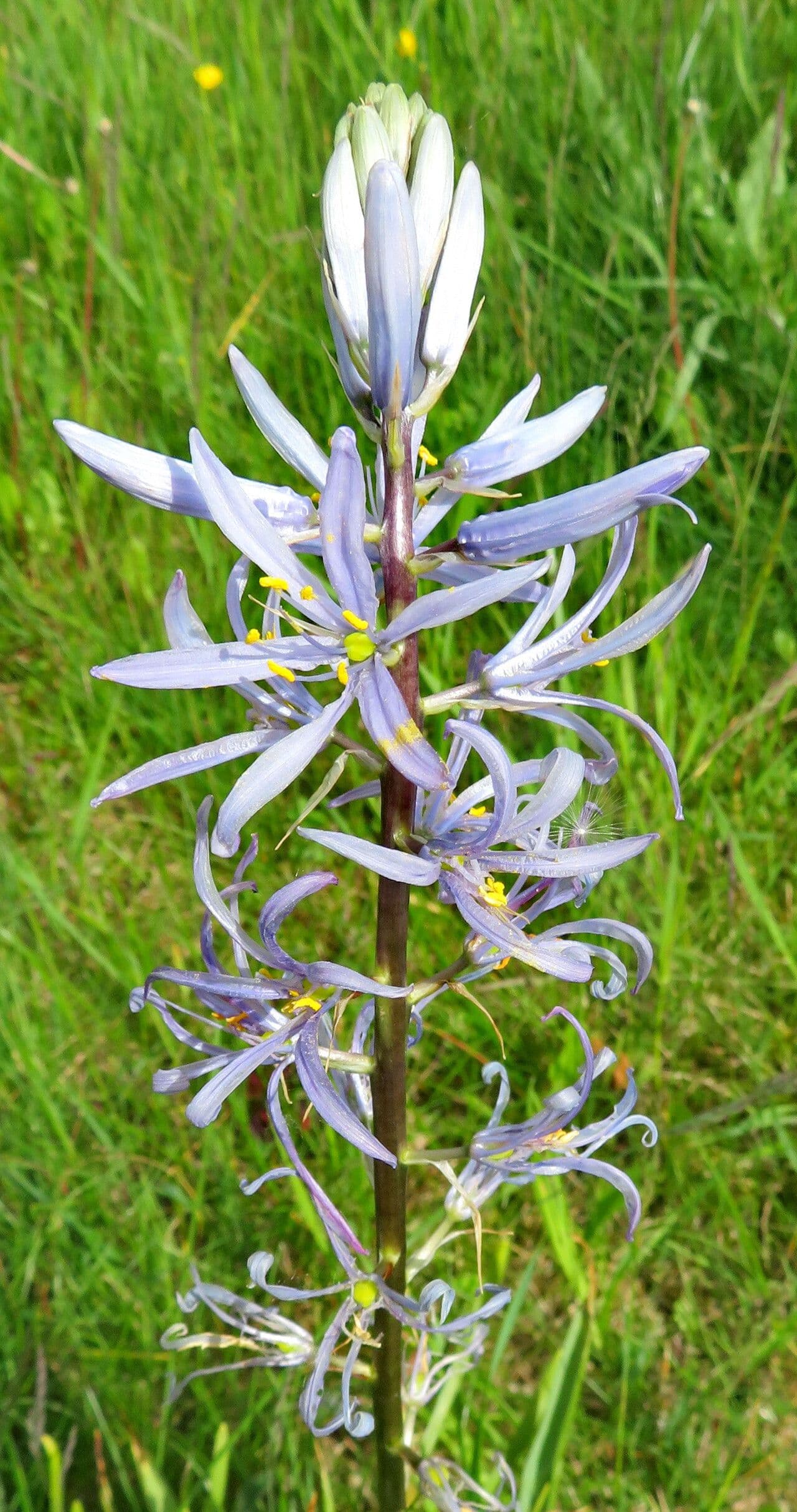 Camassia cusickii