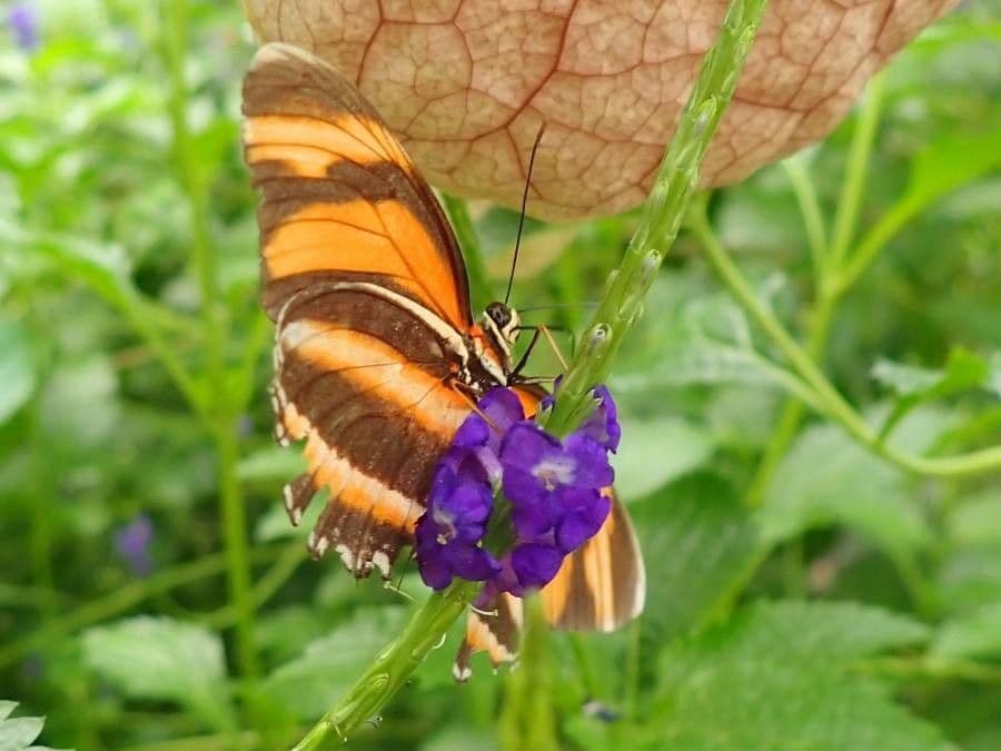 Stachytarpheta indica