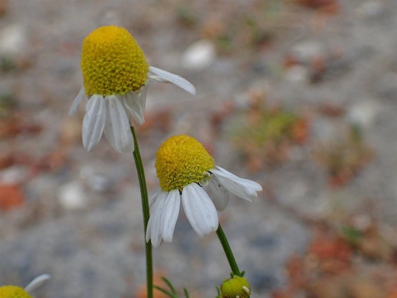 Matricaria chamomilla