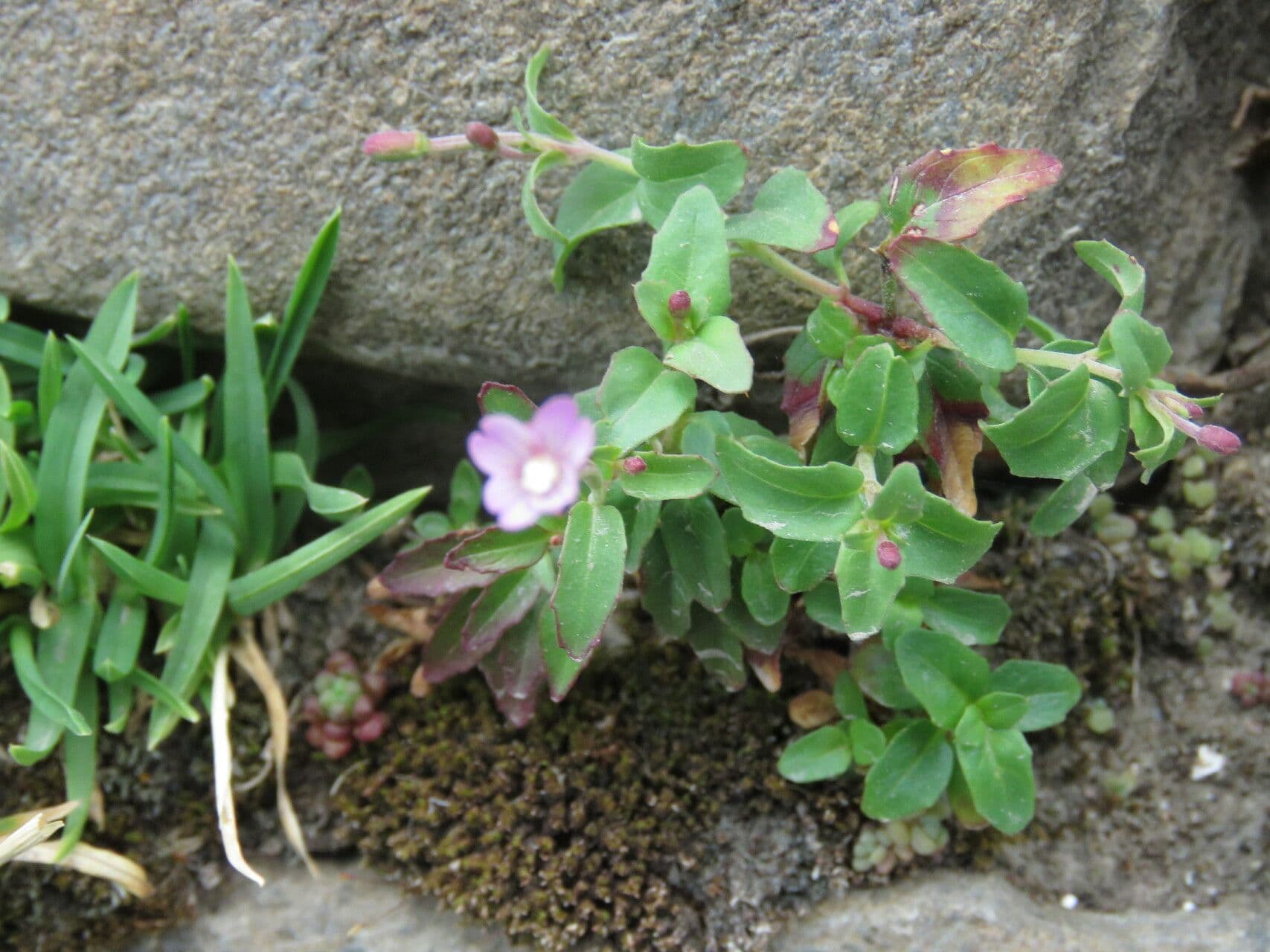 Epilobium alsinifolium