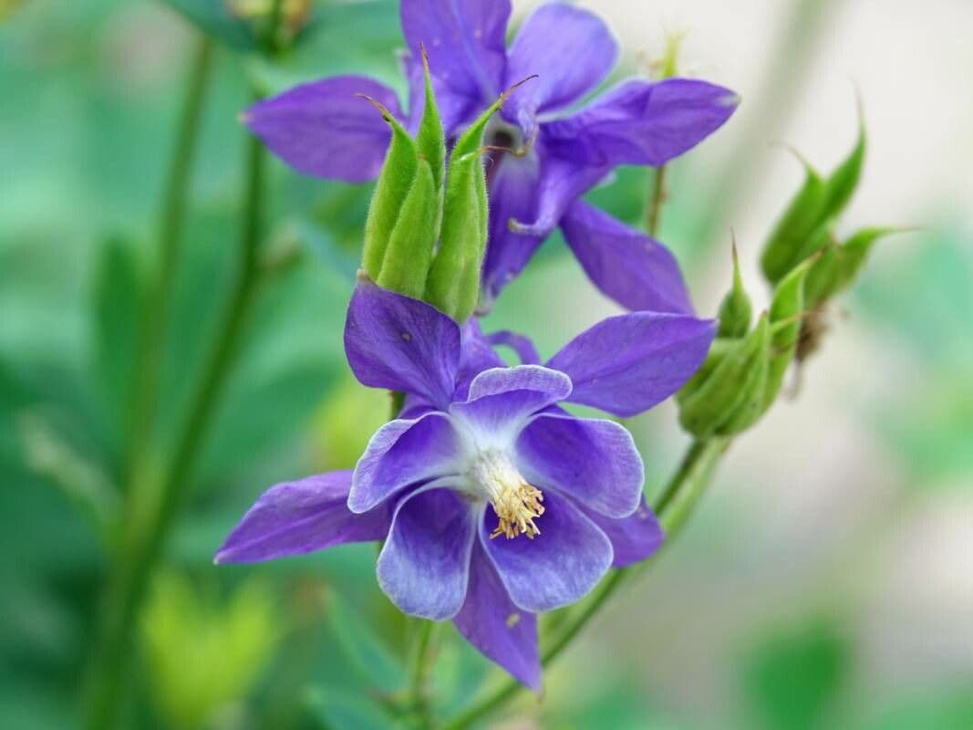 Aquilegia vulgaris