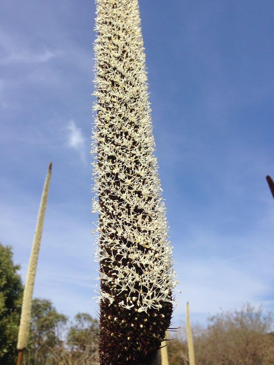 Xanthorrhoea glauca