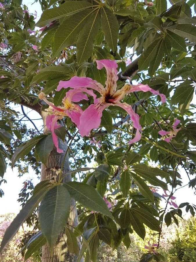 Ceiba speciosa