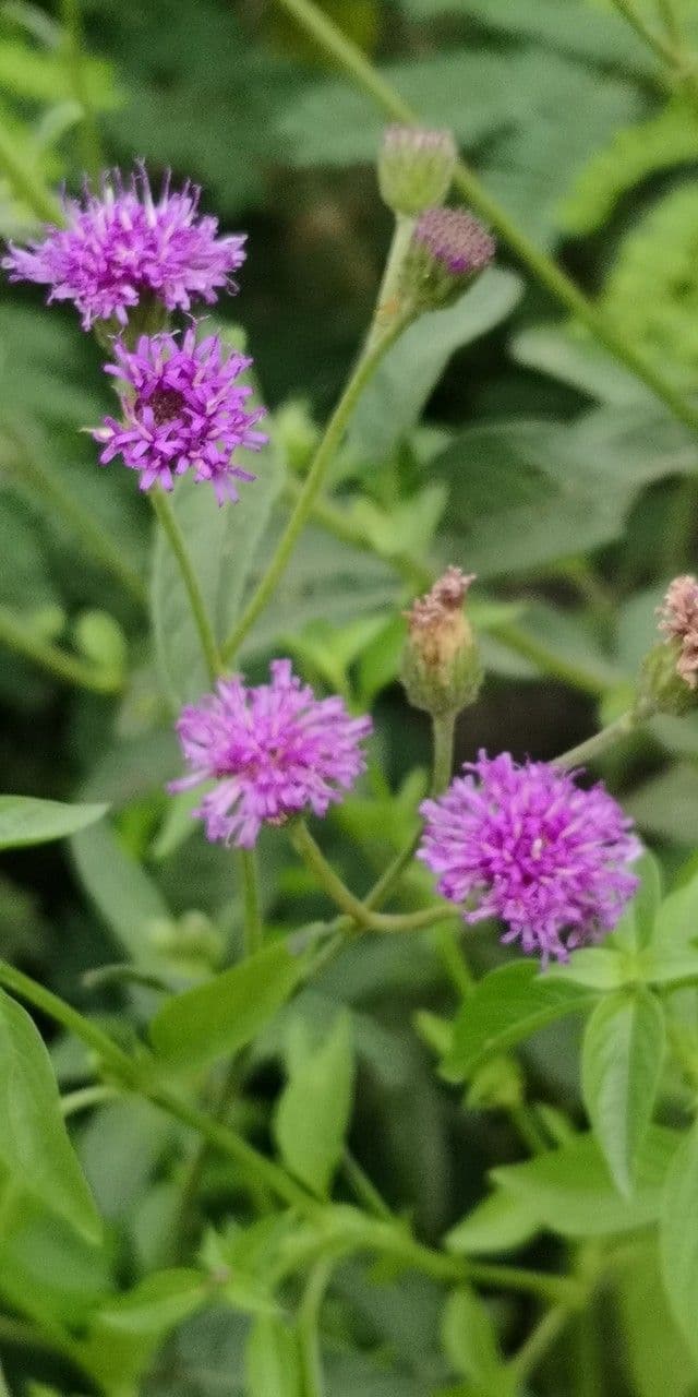 Vernonia baldwinii