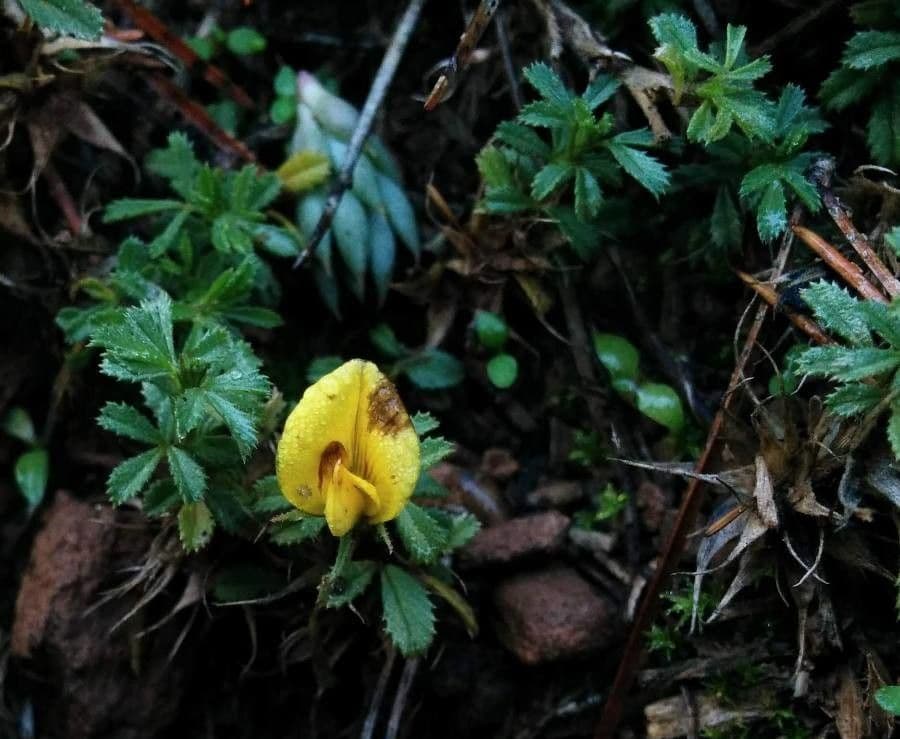 Ononis minutissima