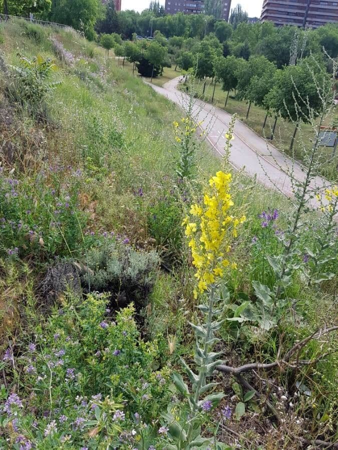 Verbascum speciosum