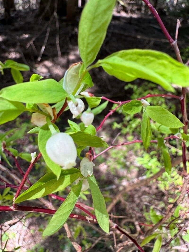 Vaccinium ovalifolium