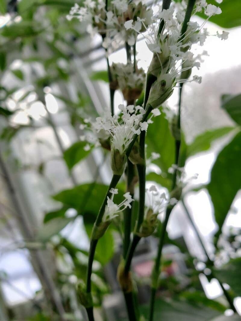 Callisia fragrans