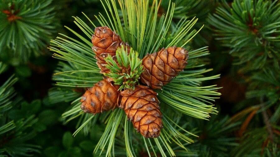 Pinus albicaulis