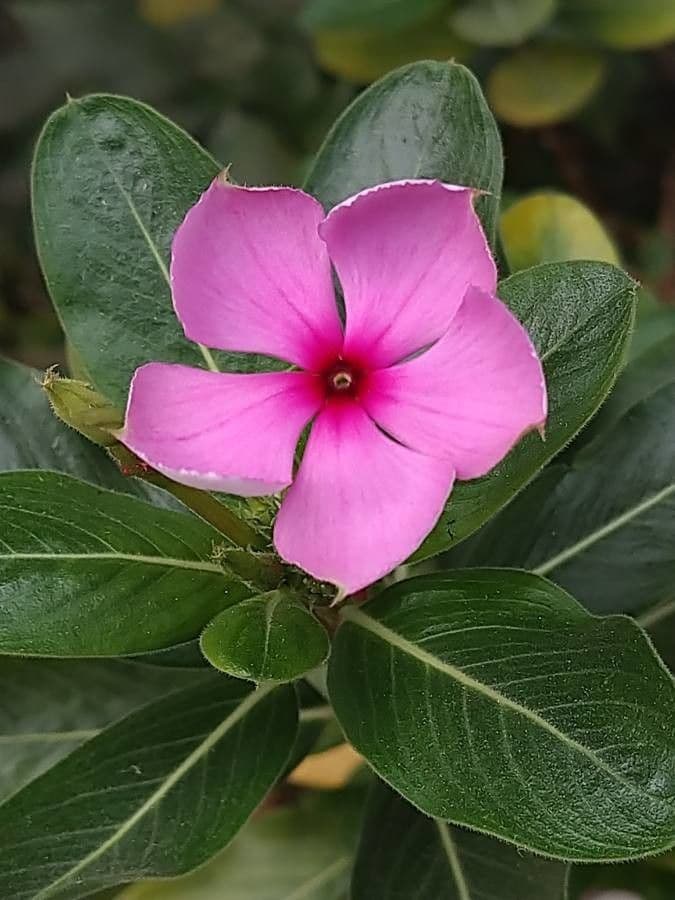 Catharanthus roseus