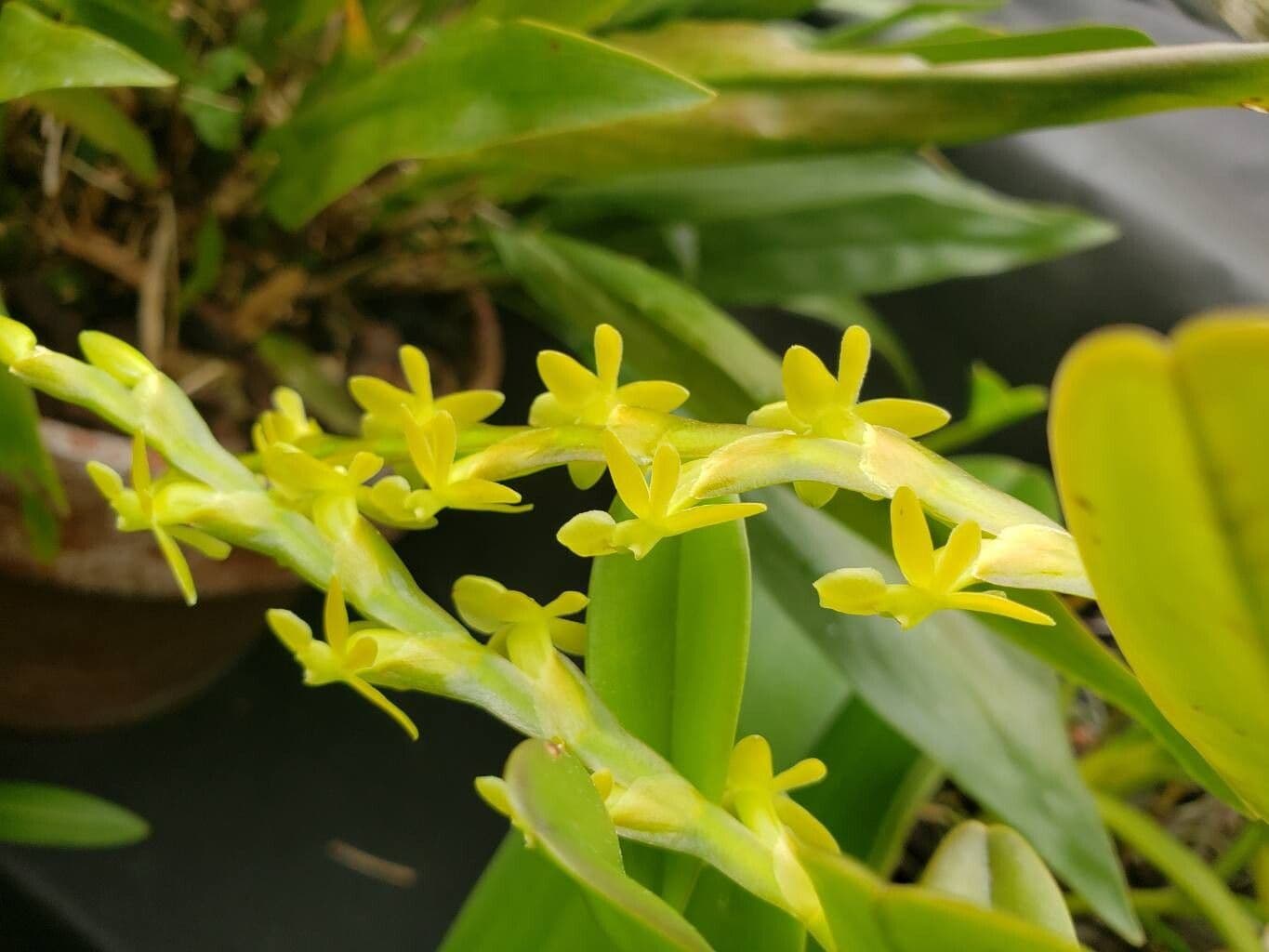 Epidendrum rigidum