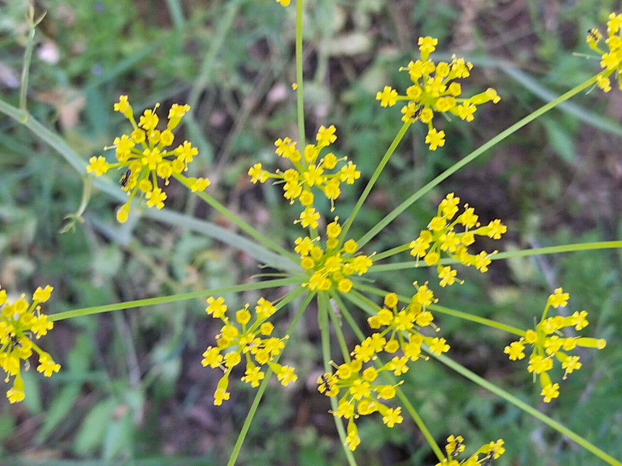 Kundmannia sicula