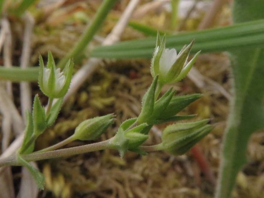 Arenaria serpyllifolia