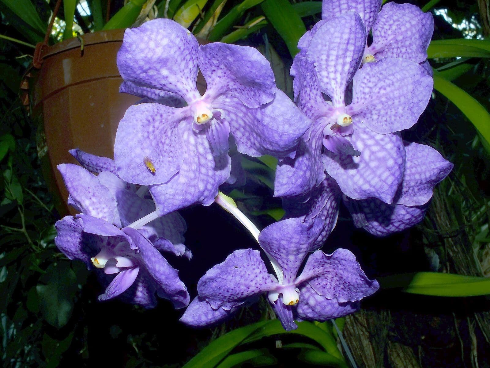 Vanda coerulea