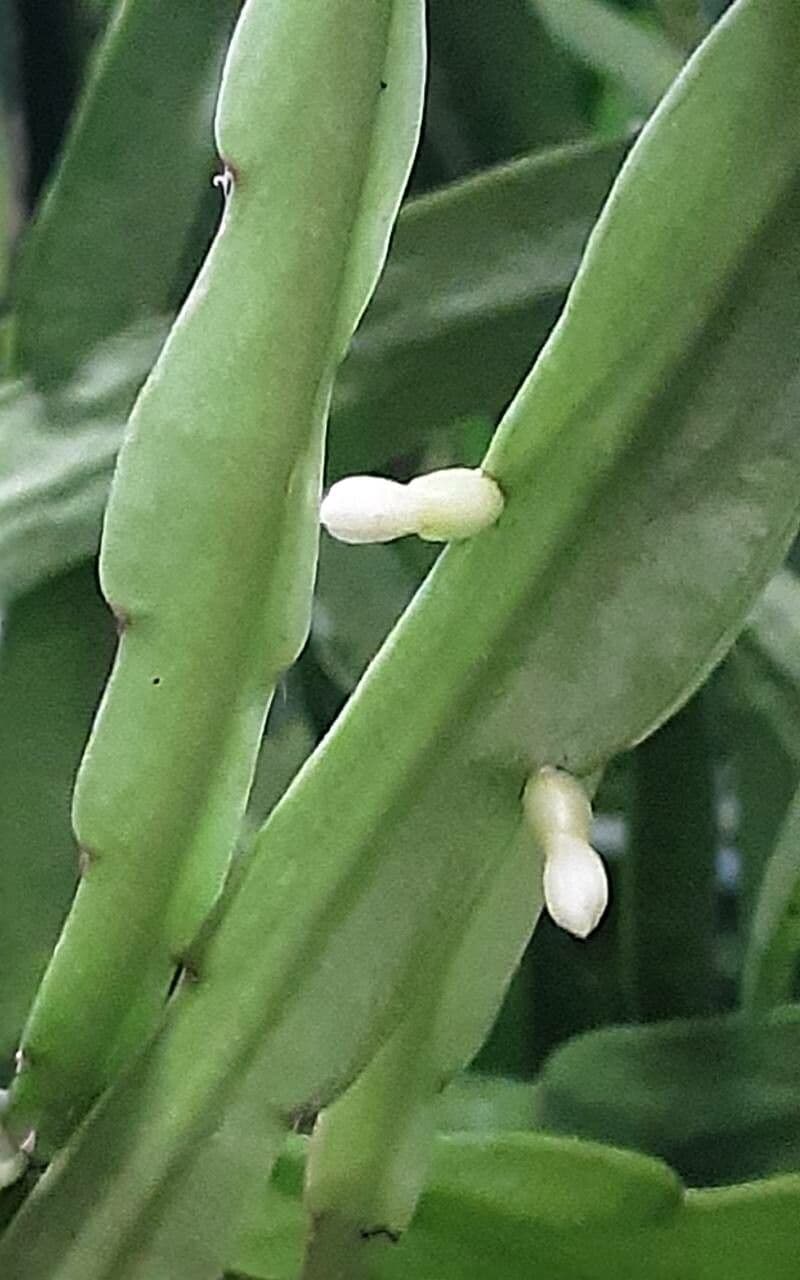 Rhipsalis micrantha