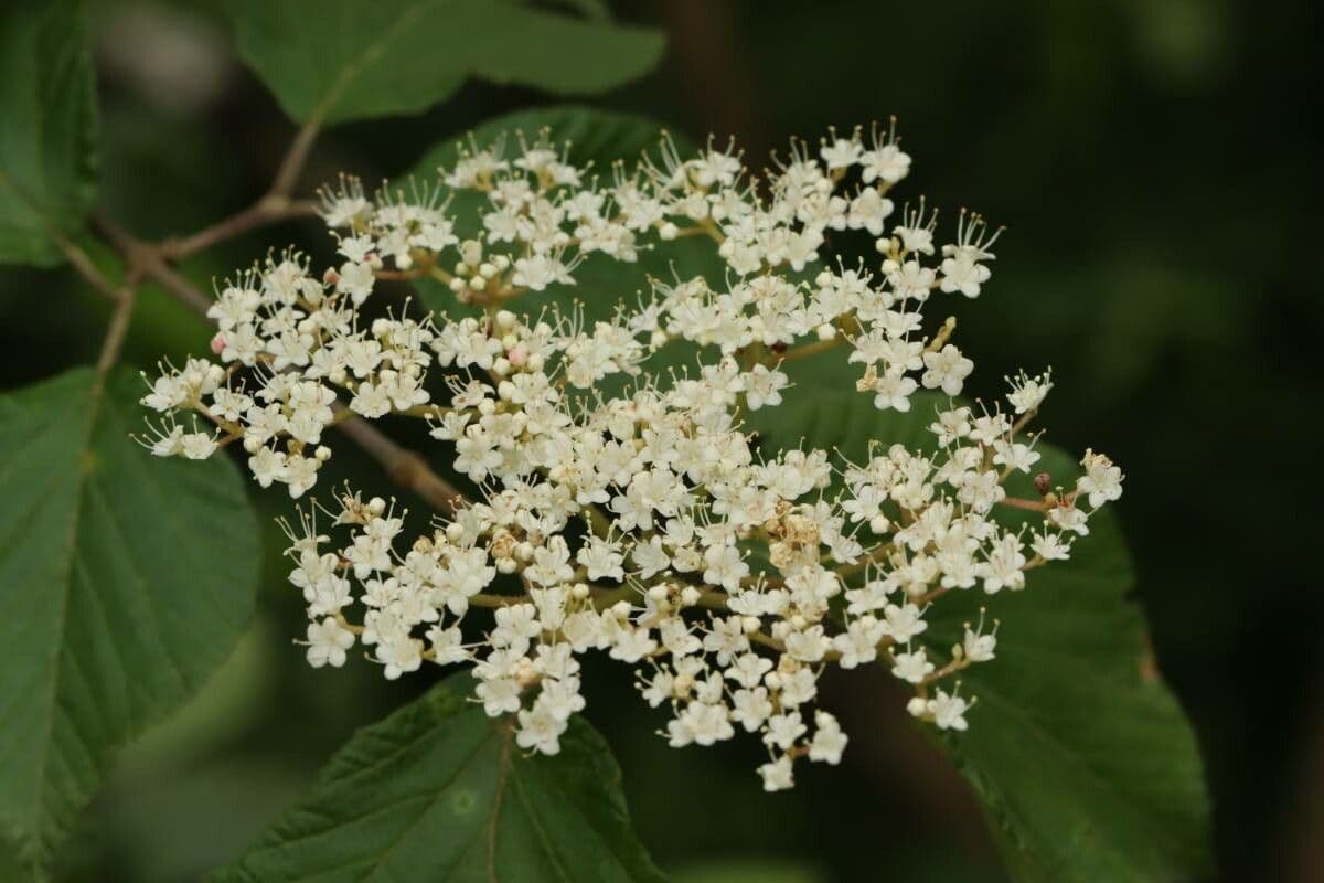 Viburnum dilatatum