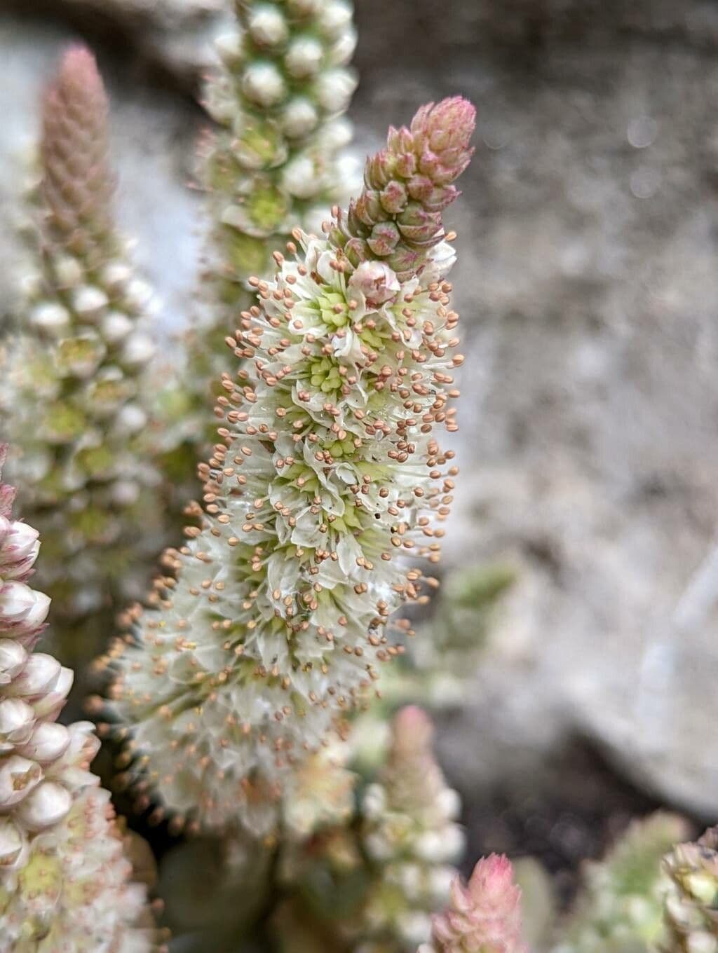 Orostachys malacophylla